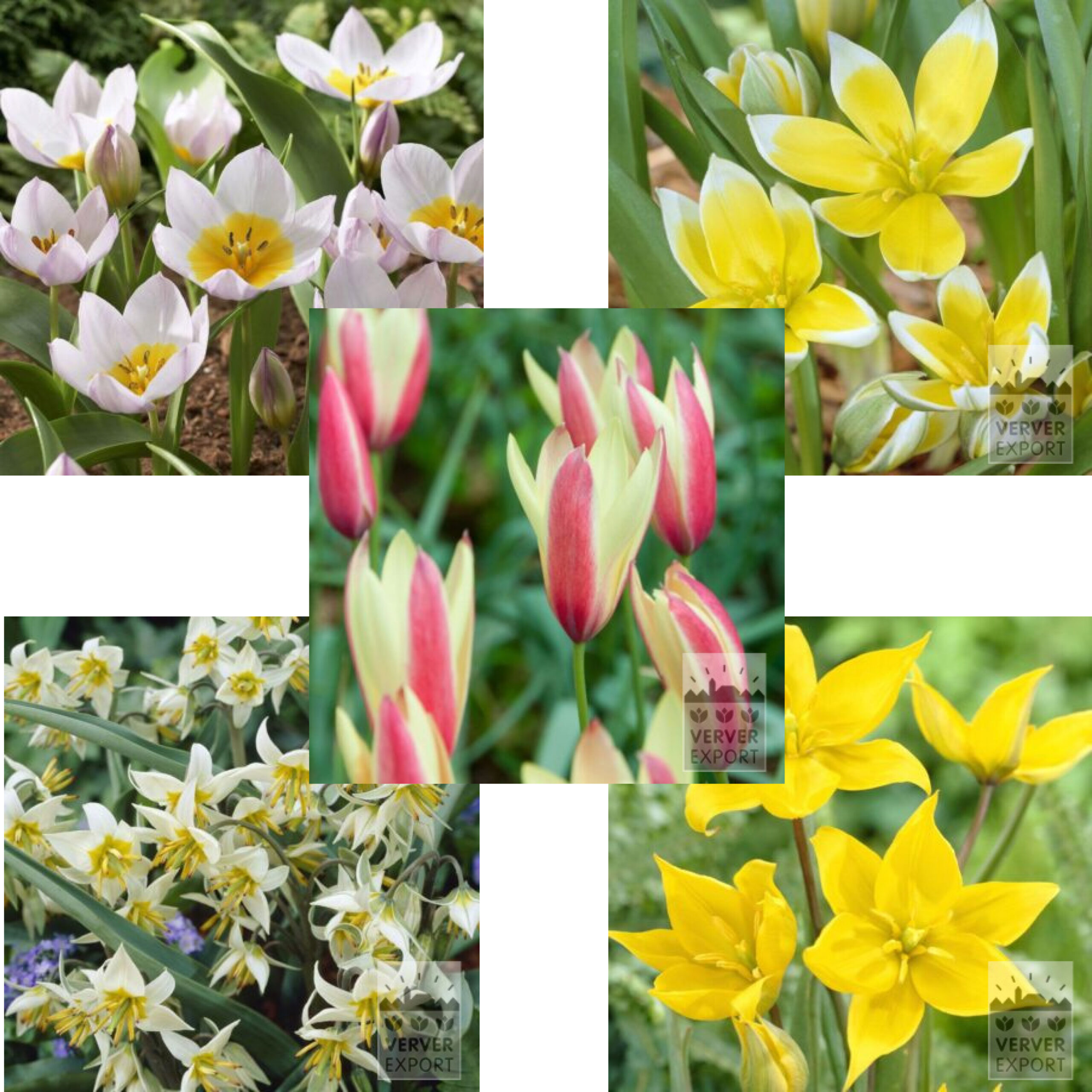 Botaniska tulpaner